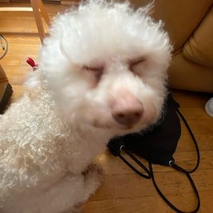 Meet your Posher, Danny